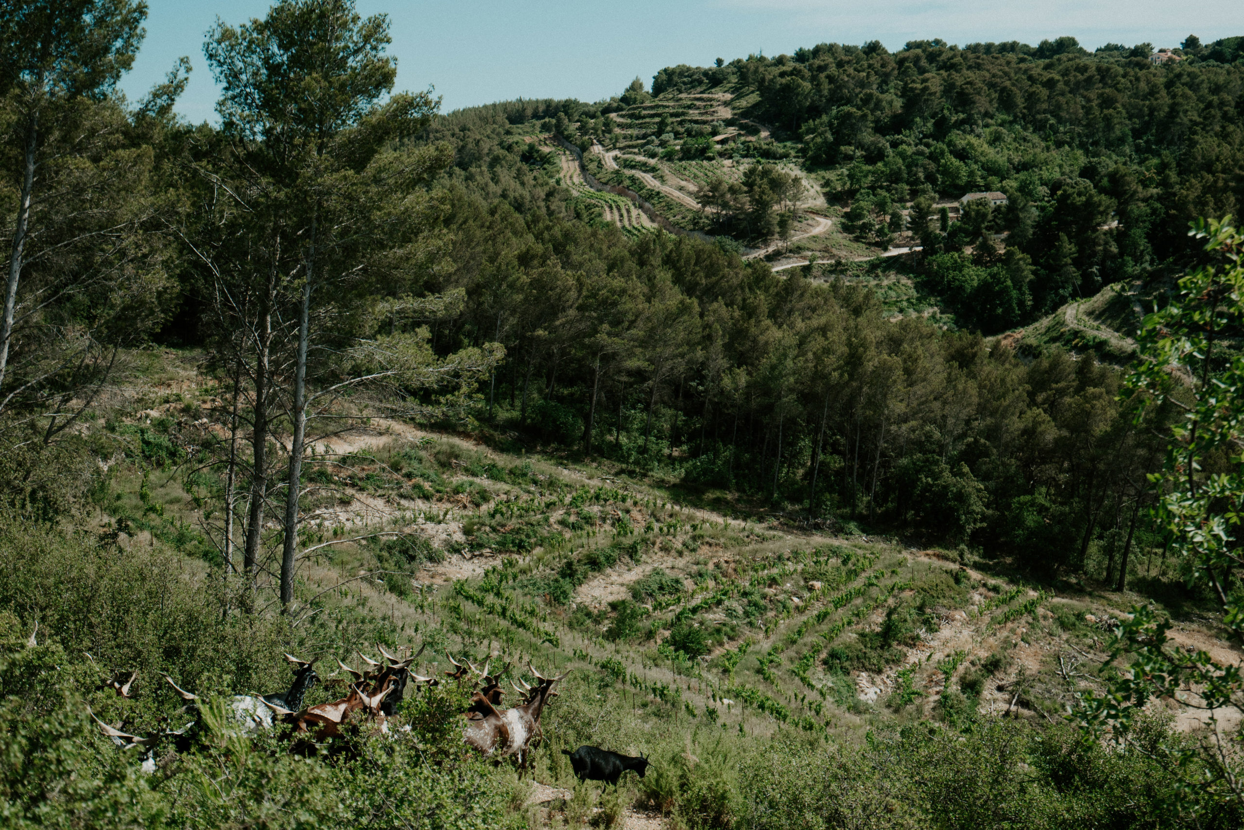 Explorez la passion vinicole aixoise avec le Château des Trois Sautets, une destination où l'amour du vin se déguste à chaque instant.