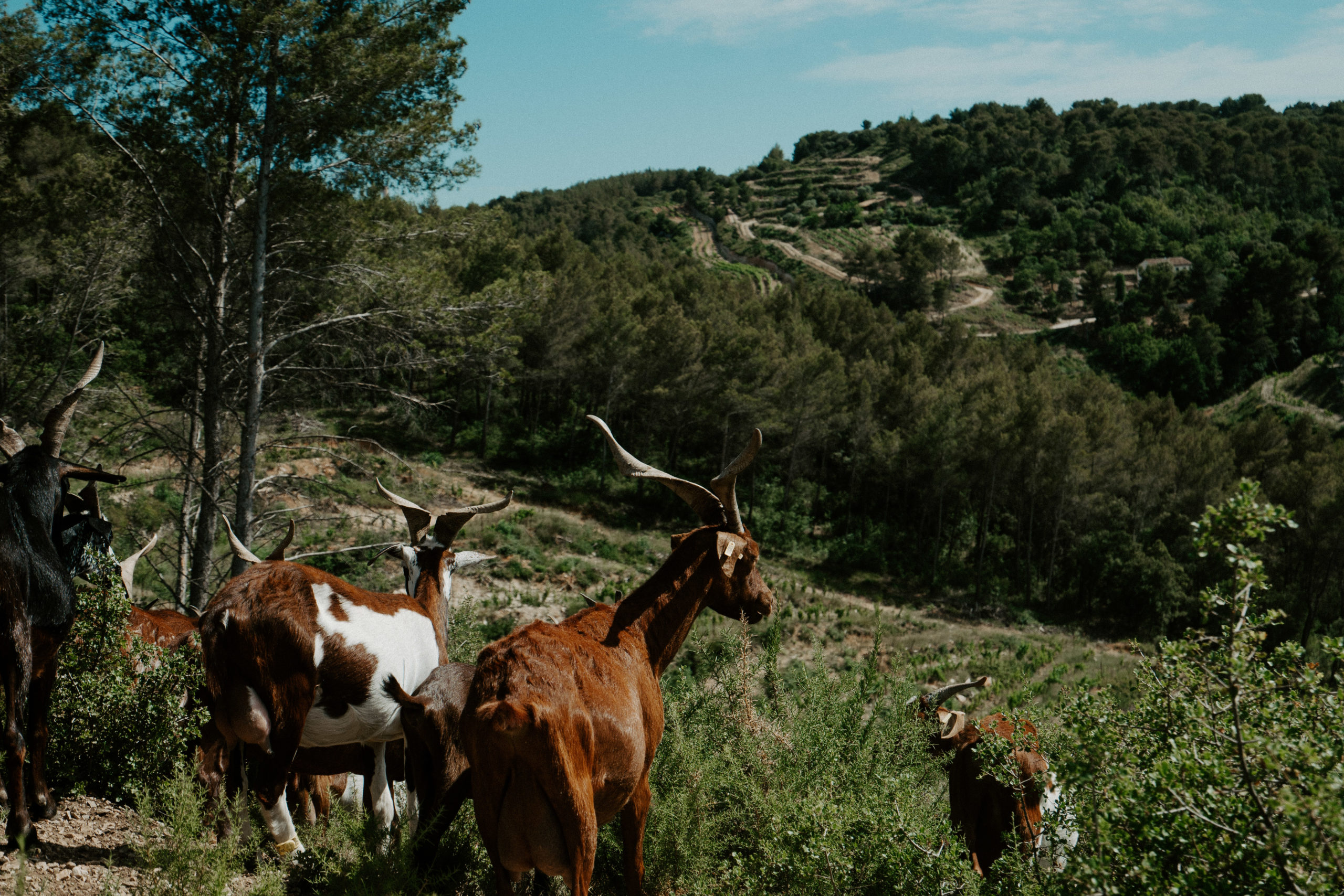 Venez découvrir notre élevage caprins de chèvre du Rove à Aix en Provence