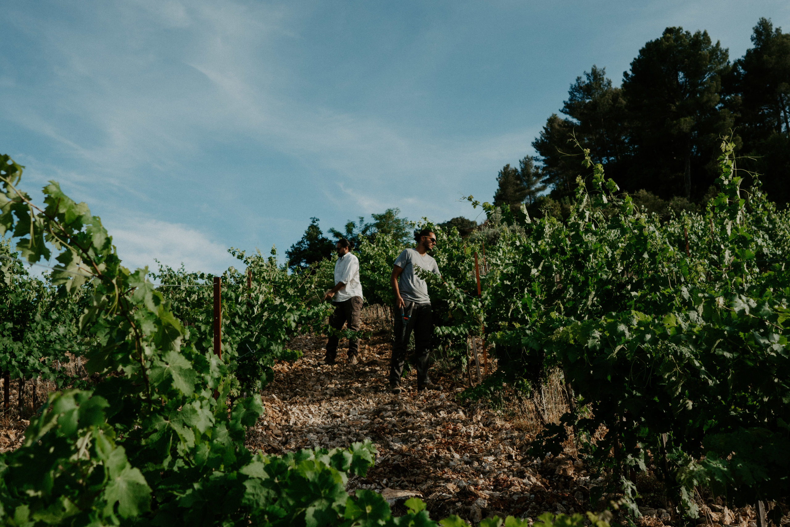 Découvrez l'histoire de notre Domaine en AOP Palette à Meyreuil aux portes d'Aix en Provence