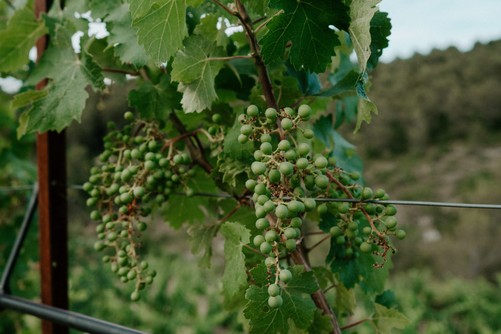 Vivez une expérience de dégustation sous le soleil éclatant de Provence, où nos vins expriment toute la richesse de notre terroir.