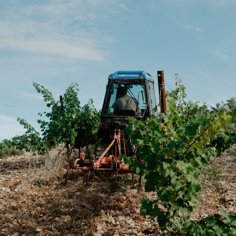 Venez visiter notre Domaine en AOP Palette à Meyreuil aux portes d'Aix en Provence