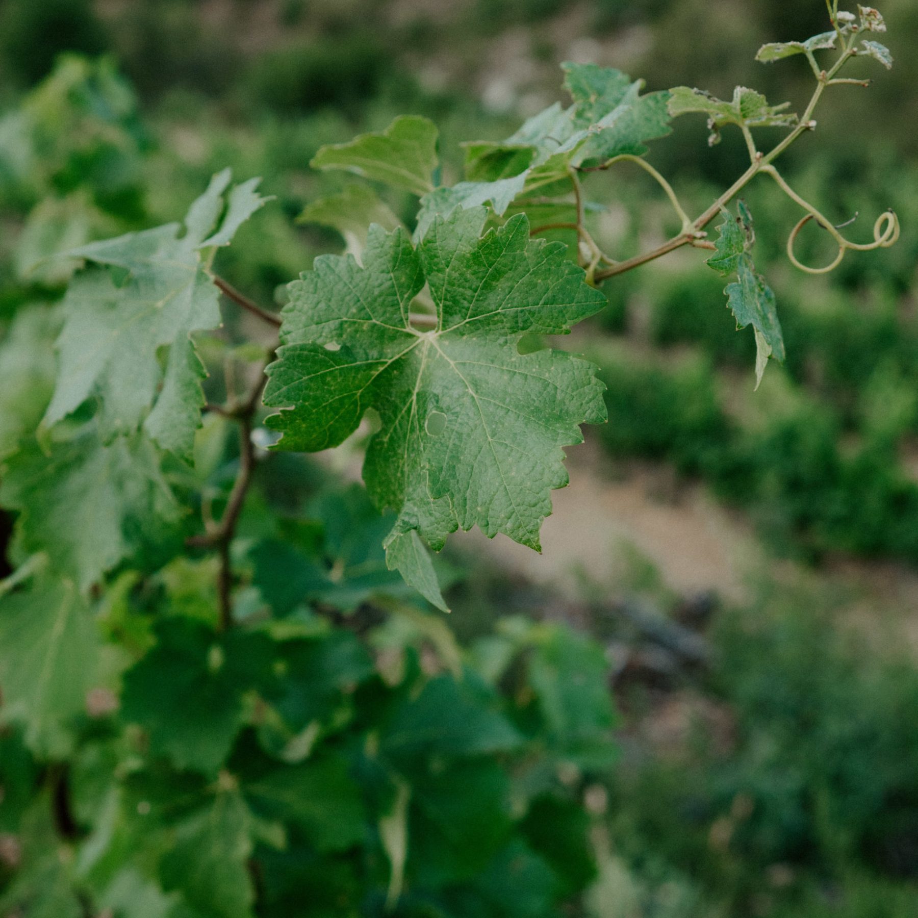 Venez Découvrir nos vins en AOP Palette à Meyreuil aux portes d'Aix en Provence